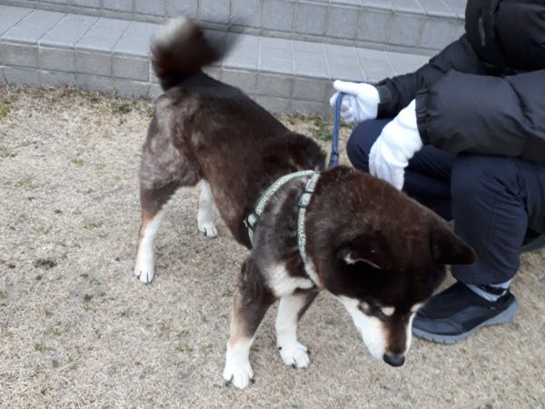 夜のラーメンとお酒 ダイエット 散歩 なかったことにしたい