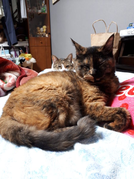 最近のネコとヒト。