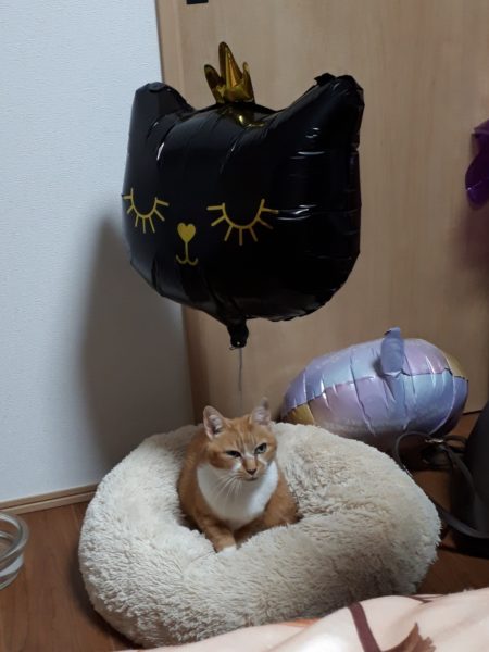 最近のネコとヒト。