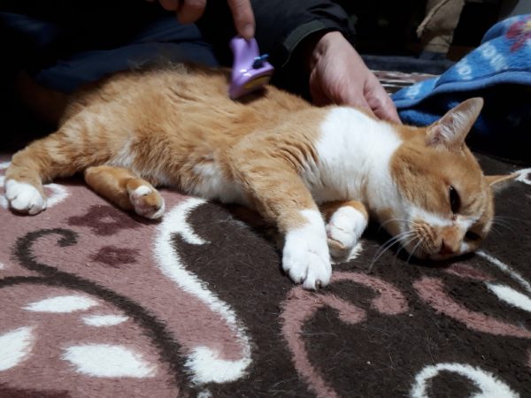 最近のネコとヒト。