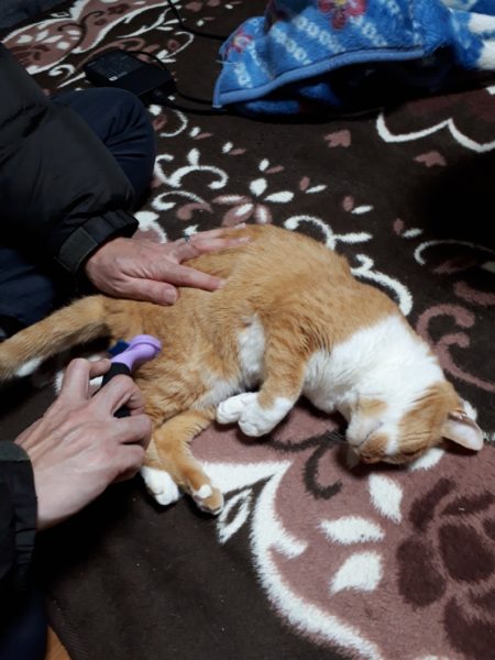 最近のネコとヒト。