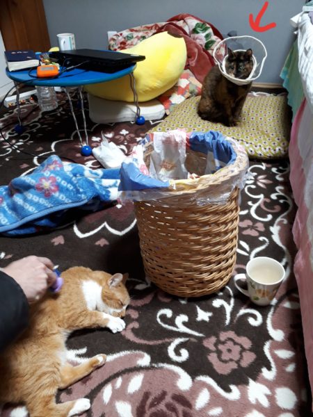 最近のネコとヒト。