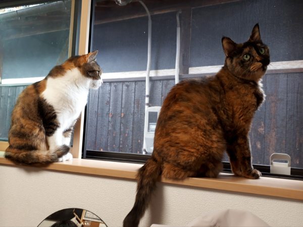 最近のネコとヒト。