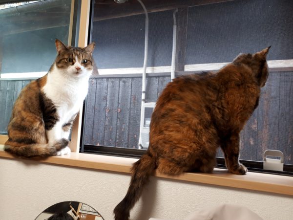 最近のネコとヒト。