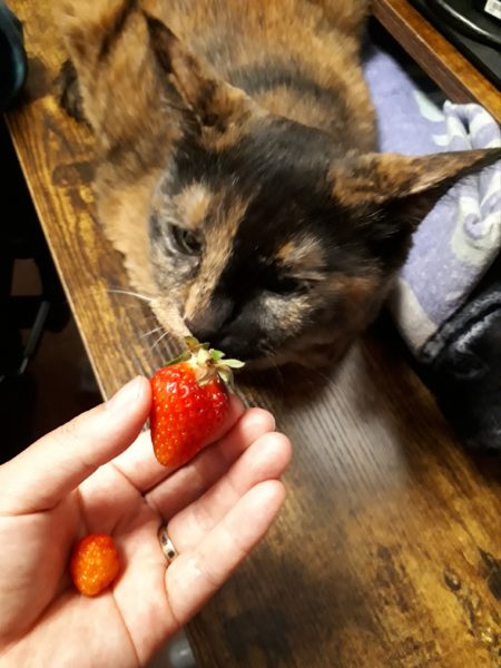 最近のネコとヒト。