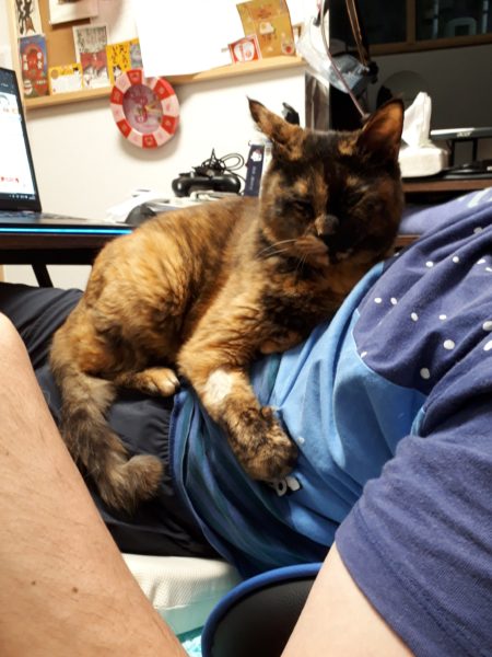 最近のネコとヒト。