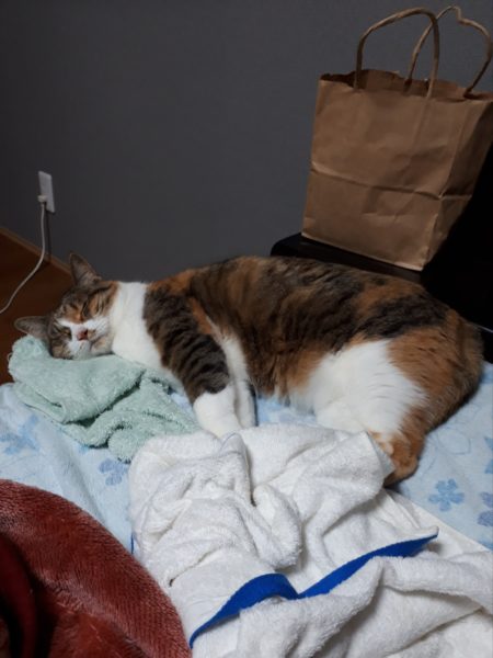 最近のネコとヒト。