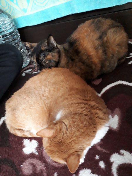 最近のネコとヒト。