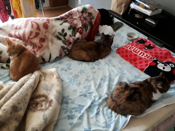 最近のネコとヒト。