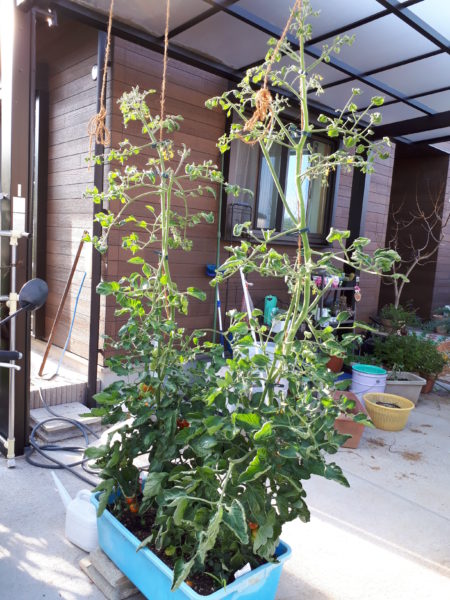 『オラの畑が一番や(°▽°)』の一方で、テキトー万歳な我が家の家庭菜園。