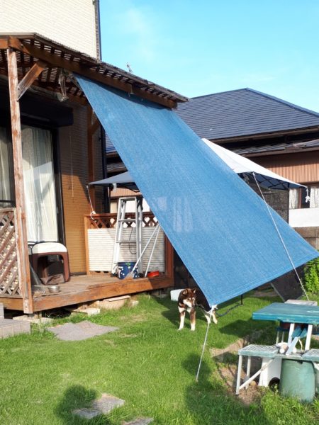 両目とも失明した黒柴犬の大ちゃん。盲目でも散歩はできます