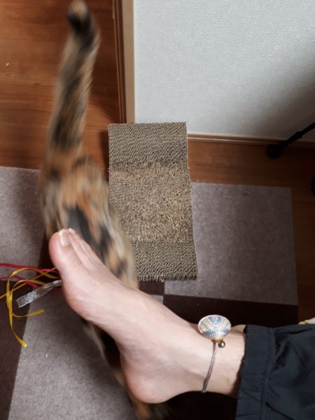 両目とも失明した黒柴犬の大ちゃん。盲目でも散歩はできます