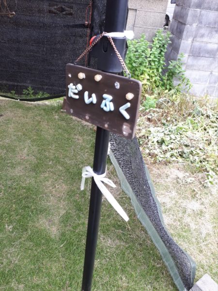 両目とも失明した黒柴犬の大ちゃん。盲目でも散歩はできます