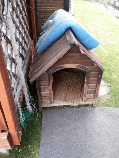 両目とも失明した黒柴犬の大ちゃん。盲目でも散歩はできます