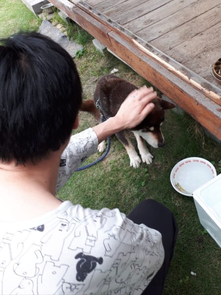 両目とも失明した黒柴犬の大ちゃん。盲目でも散歩はできます