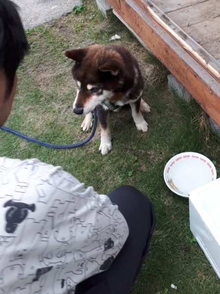 両目とも失明した黒柴犬の大ちゃん。盲目でも散歩はできます