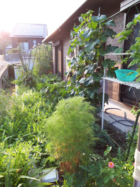 『オラの畑が一番や(°▽°)』の一方で、テキトー万歳な我が家の家庭菜園。