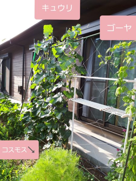 『オラの畑が一番や(°▽°)』の一方で、テキトー万歳な我が家の家庭菜園。