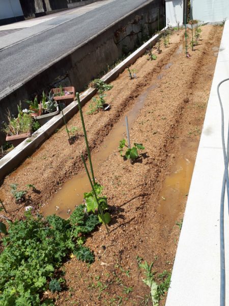 『オラの畑が一番や(°▽°)』の一方で、テキトー万歳な我が家の家庭菜園。
