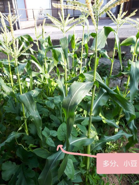 『オラの畑が一番や(°▽°)』の一方で、テキトー万歳な我が家の家庭菜園。