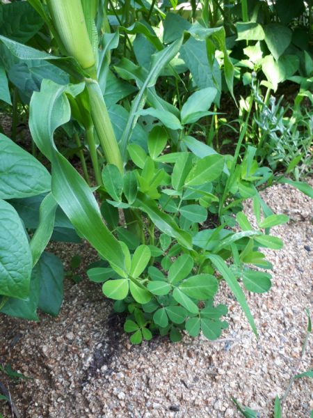 『オラの畑が一番や(°▽°)』の一方で、テキトー万歳な我が家の家庭菜園。