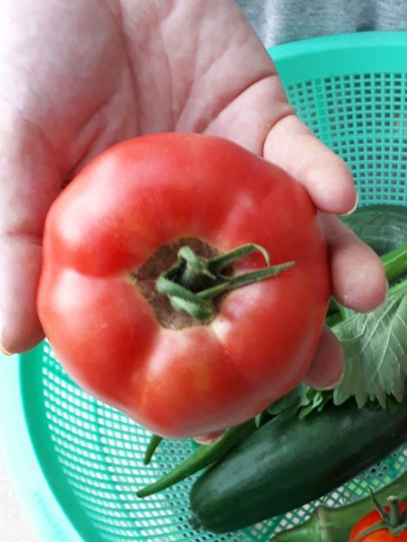 『オラの畑が一番や(°▽°)』の一方で、テキトー万歳な我が家の家庭菜園。