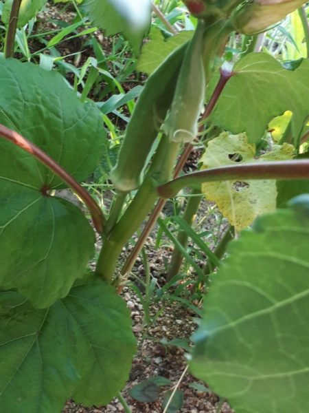 『オラの畑が一番や(°▽°)』の一方で、テキトー万歳な我が家の家庭菜園。