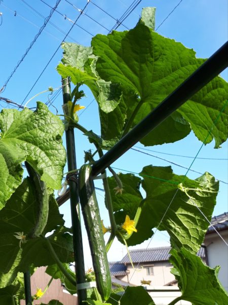 『オラの畑が一番や(°▽°)』の一方で、テキトー万歳な我が家の家庭菜園。