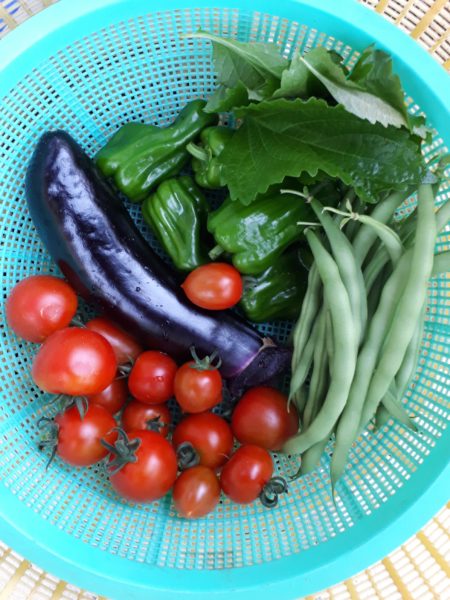 採れ過ぎて嬉しい悲鳴？夏野菜の大量消費を考えてみた。