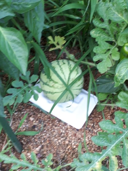 『オラの畑が一番や(°▽°)』の一方で、テキトー万歳な我が家の家庭菜園。