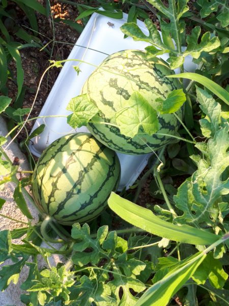 『オラの畑が一番や(°▽°)』の一方で、テキトー万歳な我が家の家庭菜園。