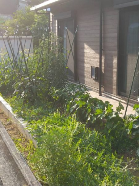 『オラの畑が一番や(°▽°)』の一方で、テキトー万歳な我が家の家庭菜園。