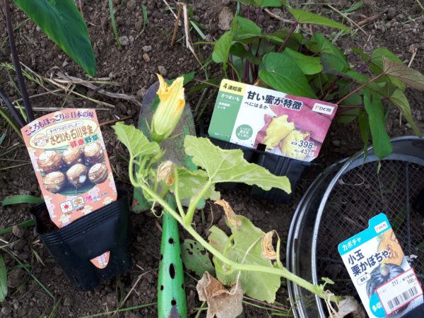 『オラの畑が一番や(°▽°)』の一方で、テキトー万歳な我が家の家庭菜園。