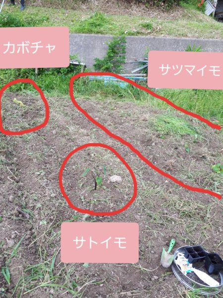 『オラの畑が一番や(°▽°)』の一方で、テキトー万歳な我が家の家庭菜園。