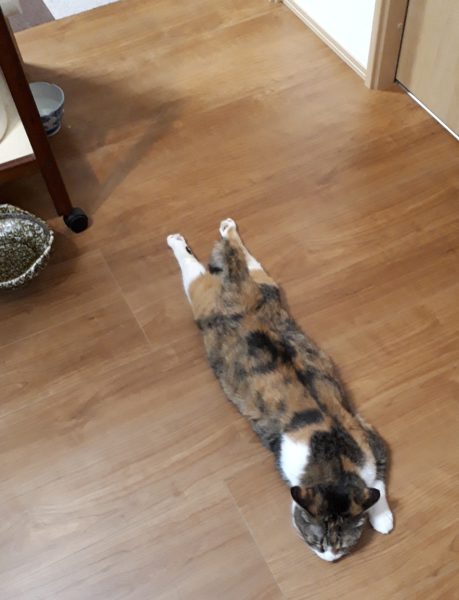 『オラの畑が一番や(°▽°)』の一方で、テキトー万歳な我が家の家庭菜園。