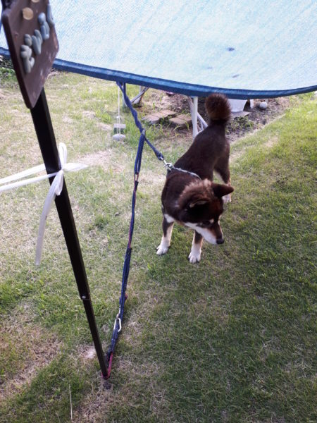 黒柴犬の大ちゃん、道端の雀の死骸を食べちゃう