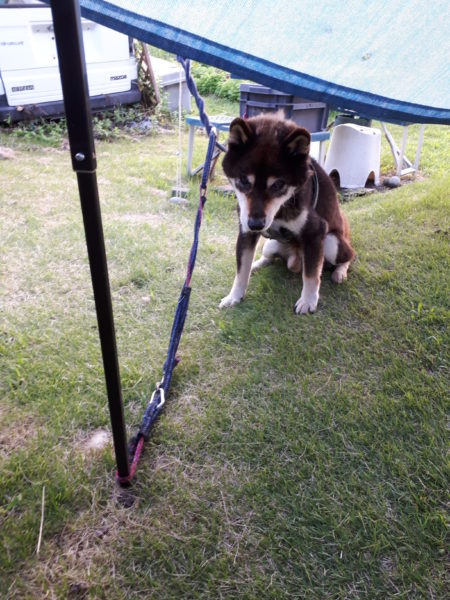 黒柴犬の大ちゃん、道端の雀の死骸を食べちゃう