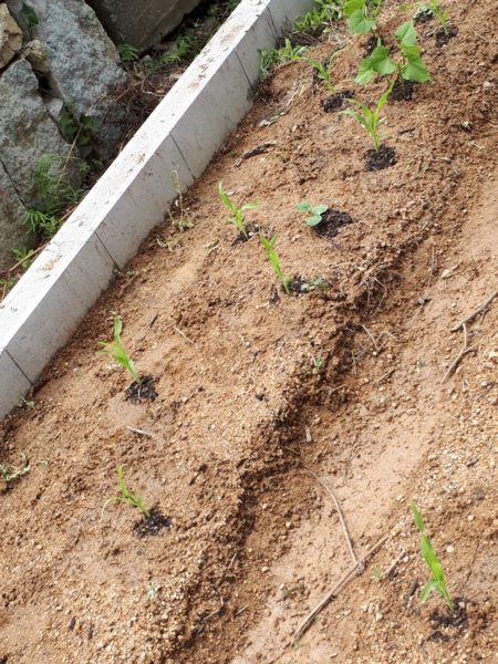 2025年のぷっコーンの収穫と、スイカ太郎の早産。