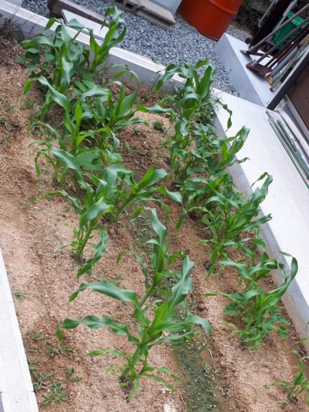 2025年のぷっコーンの収穫と、スイカ太郎の早産。