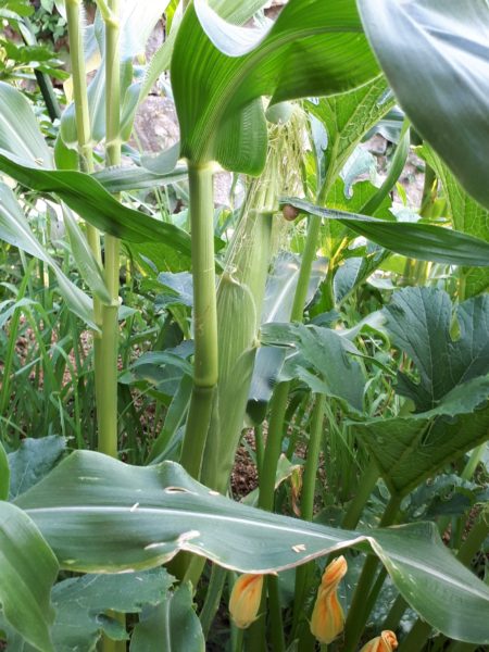 2025年のぷっコーンの収穫と、スイカ太郎の早産。