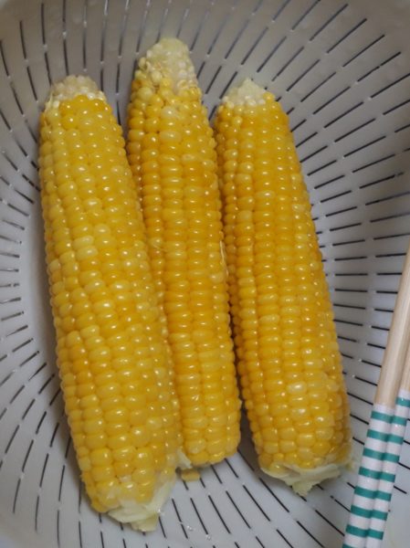 2025年のぷっコーンの収穫と、スイカ太郎の早産。