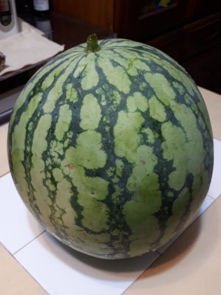 2025年のぷっコーンの収穫と、スイカ太郎の早産。