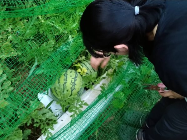 2025年のぷっコーンの収穫と、スイカ太郎の早産。