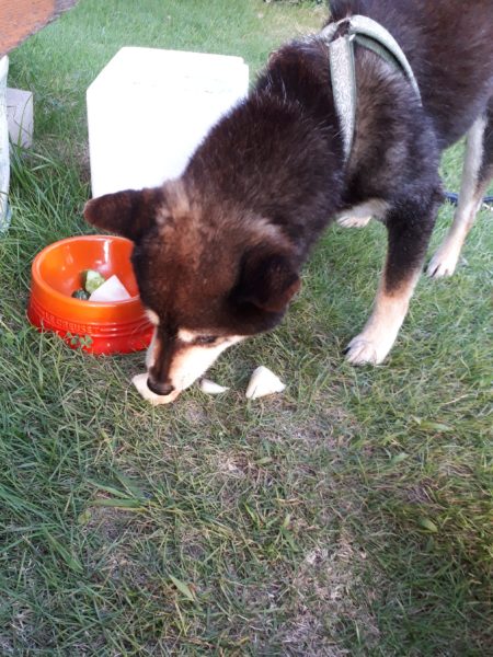 夏野菜の終わりと、目一杯食べた記録。家庭菜園 大量消費 キュウリ オクラ