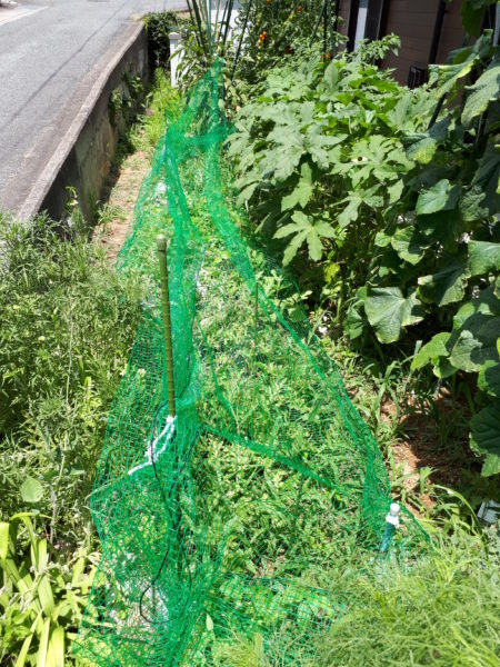 2025年のぷっコーンの収穫と、スイカ太郎の早産。