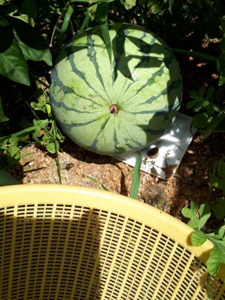 2025年のぷっコーンの収穫と、スイカ太郎の早産。