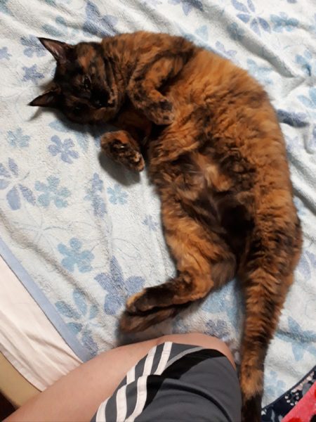 採れ過ぎて嬉しい悲鳴？夏野菜の大量消費を考えてみた。