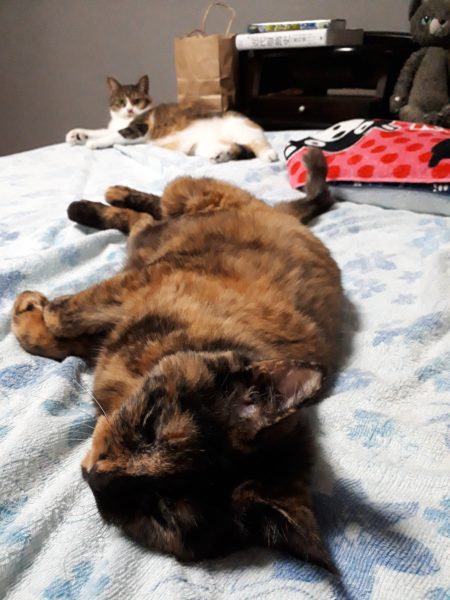 採れ過ぎて嬉しい悲鳴？夏野菜の大量消費を考えてみた。