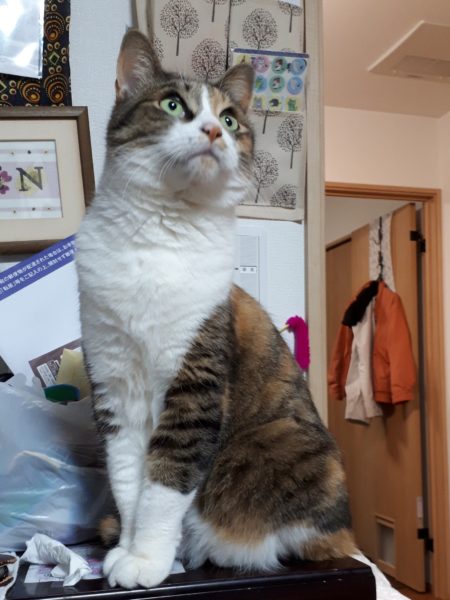 四十路過ぎたしそろそろ健康を真面目に考えてみる。