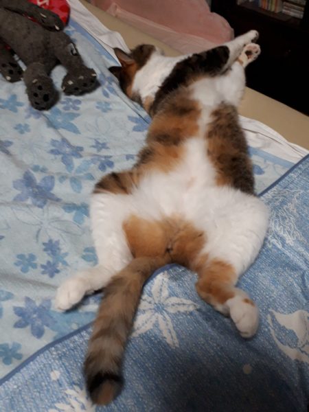 四十路過ぎたしそろそろ健康を真面目に考えてみる。